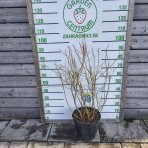 Čučoriedka kanadská (Vaccinium corymbosum) - čučoriedkové KVARTETO 4v1, výška 80-130 cm, kont.C20L 